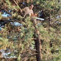 قطع و خرید و فروش چوب درختان باغی با بهترین قیمت