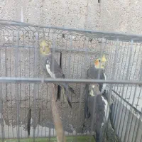 عروس هلندی|پرنده|بندر کنگان, |دیوار