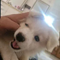 سگ خانگی|سگ|تاکستان, |دیوار