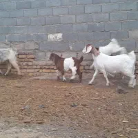 شاهبزمیشبرهبزبزغاله|حیوانات مزرعه|رضویه, |دیوار