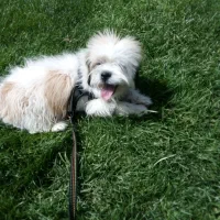 سگه پاکوتاه نر واکسن زده قیمت ۷تومان