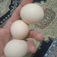 تخم مرغ محلی|خوردنی و آشامیدنی|ارومیه, |دیوار