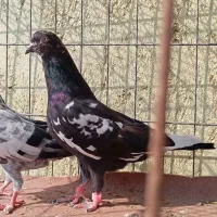 کبوتر پاکستانی تیدی|پرنده|بندرعباس, |دیوار