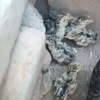 بوقلمون