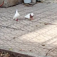 کبوتر گمشده مژدگانی دارد|حیوانات|الوند, |دیوار