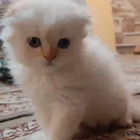 گربه اسکاتیش اصل