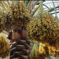 شادگان خریددرخت برحی