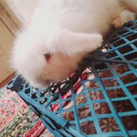 بچه خرگوش لوپ سفید چشم قرمز|موش و خرگوش|کرمان, |دیوار