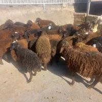 بره نروماده افشارقزل.