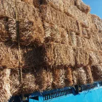 پرس گندم درجه یک شمال .