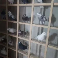 بارجدید رسید|پرنده|کوهدشت, |دیوار