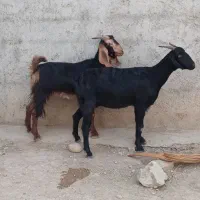دوراس کولارگیسه جوان هم برای داشت و کشت|حیوانات مزرعه|جهرم, |دیوار