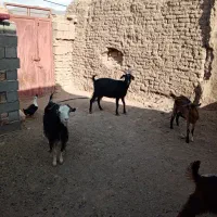 فروش دام|حیوانات مزرعه|دامغان, |دیوار