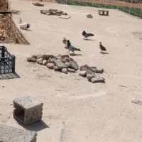 کبوتر