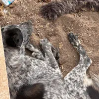 سگ در فاز صفر|سگ|پرند, فاز ۱|دیوار