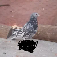 کبوترسار سیا بی چش