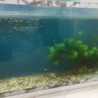 آکواریوم باتمام وسایل با تعدادی ماهی گوپی|ماهی|بروجرد, |دیوار