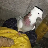 کفتر کفتر بازی|پرنده|نورآباد, |دیوار