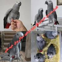 طوطی کاسکو همه مدل