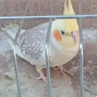 طوطی عروس هلندی ماده هست دستی هست کاز نمی گیره