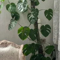 برگ انجیری|گل و گیاه طبیعی|اصفهان, طامه|دیوار