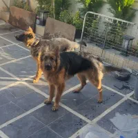 ژرمن نر فوری