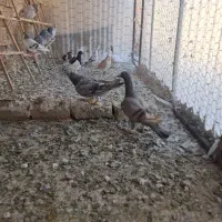 کبوتر|پرنده|تاکستان, |دیوار