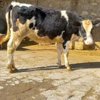 یک عدد گوساله|حیوانات مزرعه|طرهان, |دیوار