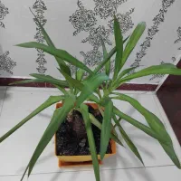 بونسای یوکا|گل و گیاه طبیعی|رشت, شهرک آیت الله منتظری|دیوار