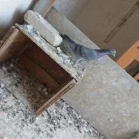 پرنده|پرنده|خرمشهر, |دیوار