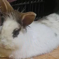 خرگوش لپ و ساده