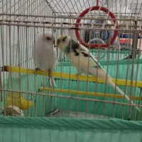 مرغ عشق انگلیسی و ایرانی