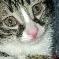 گربه دوماهه