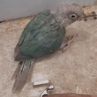 جوجه گرینچیک