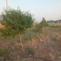 دشت بیلو. منطقه آزاد|فروش خانه و ویلا|خاو و میرآباد, |دیوار