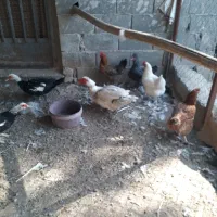 مرغ بومی و اردک اسرائیلی|حیوانات مزرعه|مبارکه, |دیوار