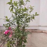 نهال زیتون و خرزهره و برگ بو و