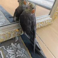 عروس هلندی دستی|پرنده|مشهد, هفده شهریور|دیوار