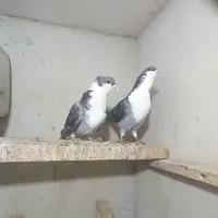 جفت کبوتر رسمی|پرنده|کرمان, |دیوار
