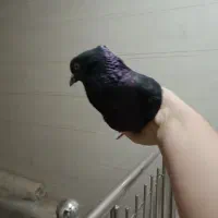 کفتر گرفتنی