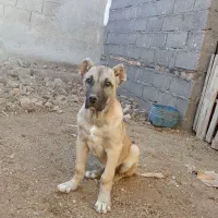 واگذاری توله ماده 3/5 ماهه|سگ|ترکمانچای, |دیوار