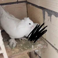 کبوتر جفت کاکلی پاپر سفید