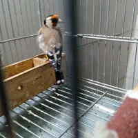 سهره مست|پرنده|شیراز, شهرک مهدی‌آباد|دیوار