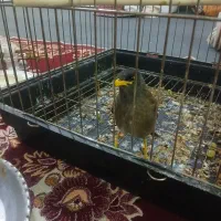 جوجه مینا|پرنده|مشکین‌دشت, |دیوار