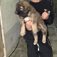 سگ قهدرجونی نر