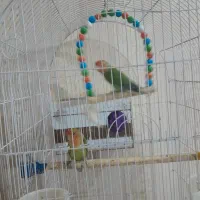 طوطی برزیلی|پرنده|شاهین دژ, |دیوار