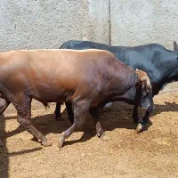 ۴راس گوساله چاق‌سرکدار‌اجری