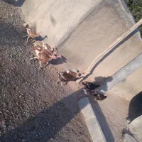 بقلمون