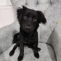 گمشده از یابنده تقاضا میشود اطلاع دهد|حیوانات|کهریزک, |دیوار