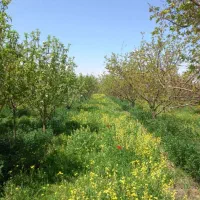فروش-باغ-دردیزج-یکان-مرند
